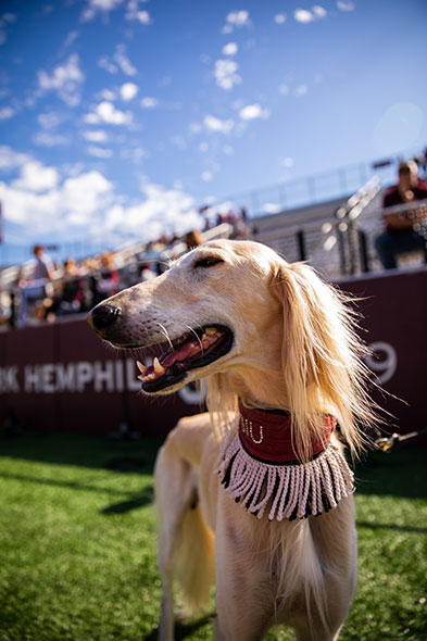 SIU Saluki stands on the football field with the stands behind him