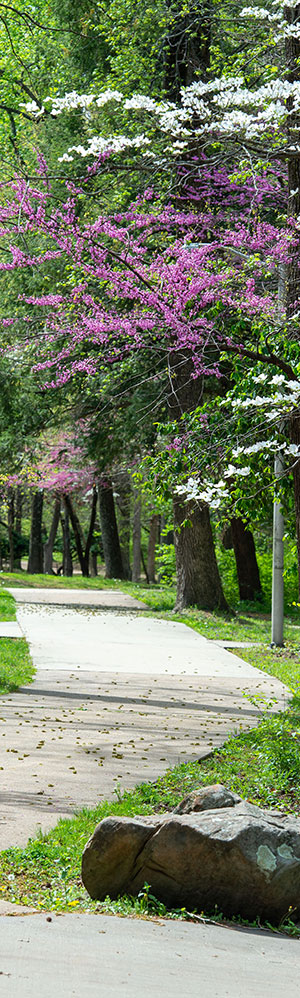 SIU walkway in Spring